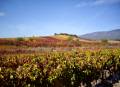 Route des Vins - Le Piémont du Ventoux ©Droits libres Sylvie Poux