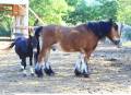 Ferme équestre de Joucas ©HOCQUEL Alain - Vaucluse Provence