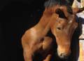 Centre Equestre d