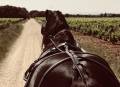 Les Chevaux du Mistral ©Cavalino Mistrau