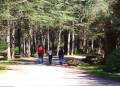 Sentier découverte de la forêt des cèdres ©Coll. VPA / A. Hocquel