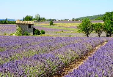Chemin des lavandes