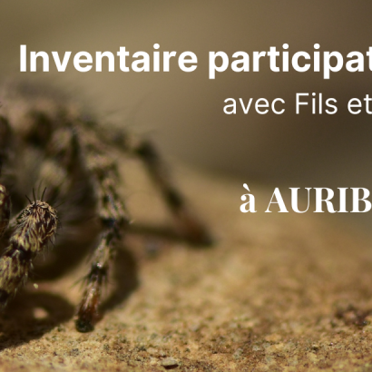 Inventaire participatif des araignées