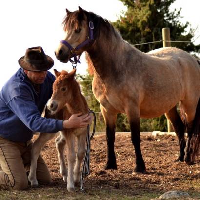 Marche pastorale avec la ferme Lucky Horse Marche pastorale avec la ferme Lucky Horse