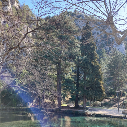 Bain de forêt expérience sensorielle de retour à Soi - Envie d'être soi Bain de forêt expérience sensorielle de retour à Soi - Envie d'être soi