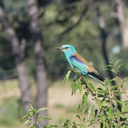 Sortie nature sur les oiseaux de la Durance à Cadenet Sortie nature sur les oiseaux de la Durance à Cadenet
