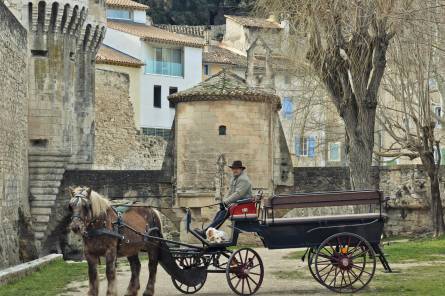 Balade en calèche avec Pernes à Cheval
