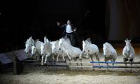 34e salon Cheval Passion-Avignon