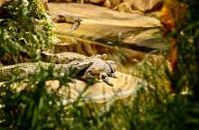 La ferme aux crocodiles