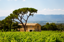 Domaine Les Perpetus