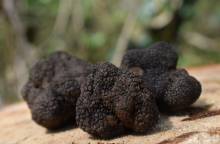 Séjour truffes à la ferme du Viguier