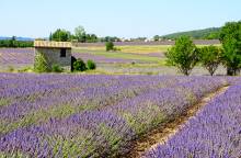 Chemin des lavandes