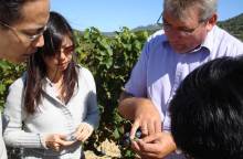 Wine Safari