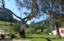 Domaine de Cassan Provence Fenouillet