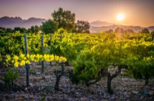 Domaine Le Sang des Cailloux