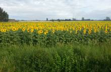 Elora Tours Provence