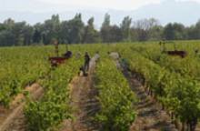 Domaine Soleyrade