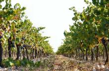 Domaine Martin
