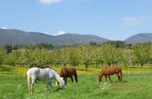 Cheval Enjeu