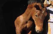 Centre Equestre d'Avignon