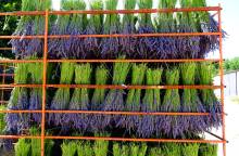 Visit the lavender farm of Champelle