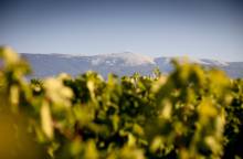 Organic and biodynamic culture initiation (...)