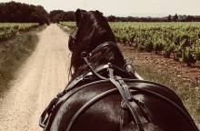 Les Chevaux du Mistral
