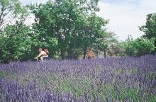 Mountain bike crossing of Luberon