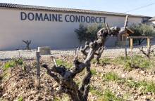 Animations autour du vin pour les groupes au Domaine Condorcet
