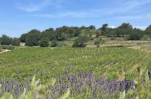 Aureto Vineyards - Cellar / Coquillade Village