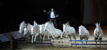 34e salon Cheval Passion-Avignon