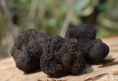 Séjour truffes à la ferme du Viguier
