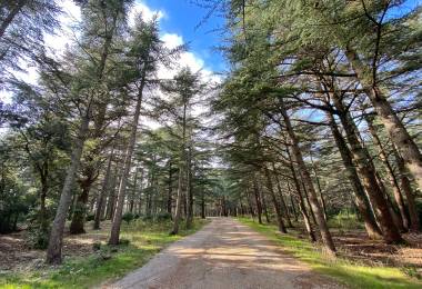 La Forêt des cèdres