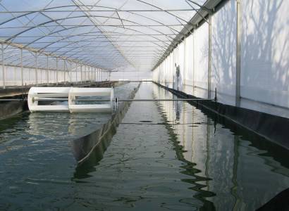 Spiruline La Grenouille Bleue