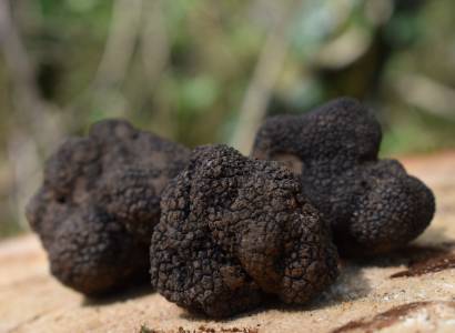 Séjour truffes à la ferme du Viguier