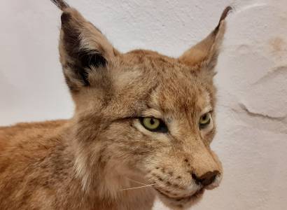 Museum Requien - Musée d'Histoire Naturelle