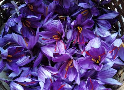 Safran d'Ici - Saffron Farmers