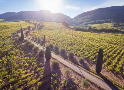 Balade guidée dans le vignoble et dégustation chez Pierre Amadieu