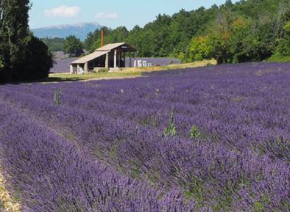 Visite de la distillerie traditionnelle du "Vallon des lavandes"
