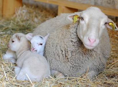 Atelier les petits fermiers à la ferme pédagogique de Roiselet