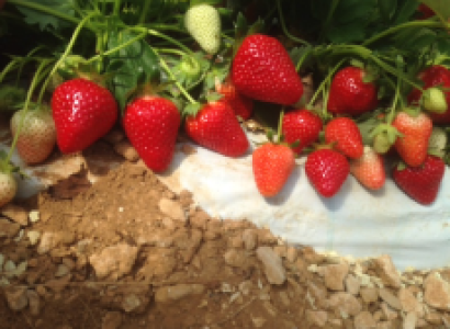 Charline ramène sa fraise