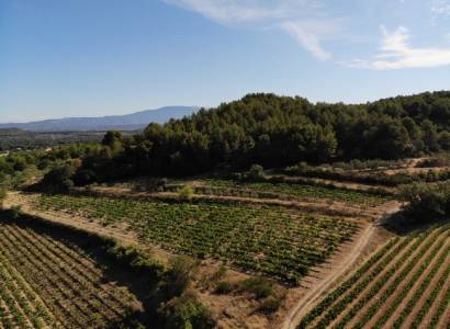 Domaine les Touchines : récolte de cerises, grapillade de raisins, vendanges touristiques, olivades
