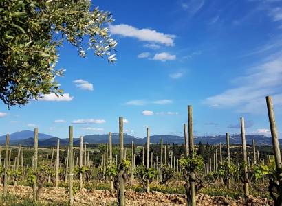 Visite de la cave - Domaine Rabasse Charavin