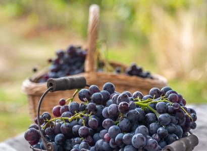 Festival Ventoux Saveurs : Cueillez vos fruits, vivez la nature !