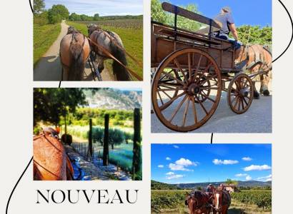 Balade en calèche dans les vignes avec les Traits du Lub