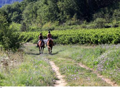 Balade en attelage avec Jumiya
