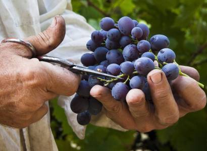 CUCURON - Sentier vigneron