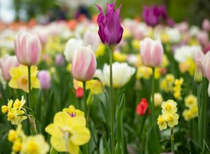 Très Vert Bulbes à Fleurs