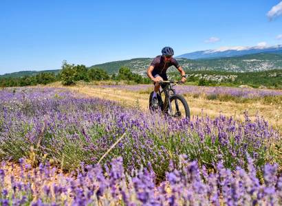 SAINT-CHRISTOL D'ALBION - Les lavandes de Ballagros à VTT