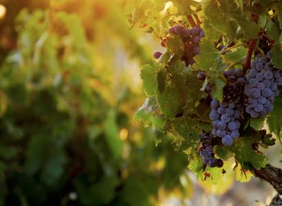 Sentiers AOC et biodiversité Châteauneuf-du-Pape